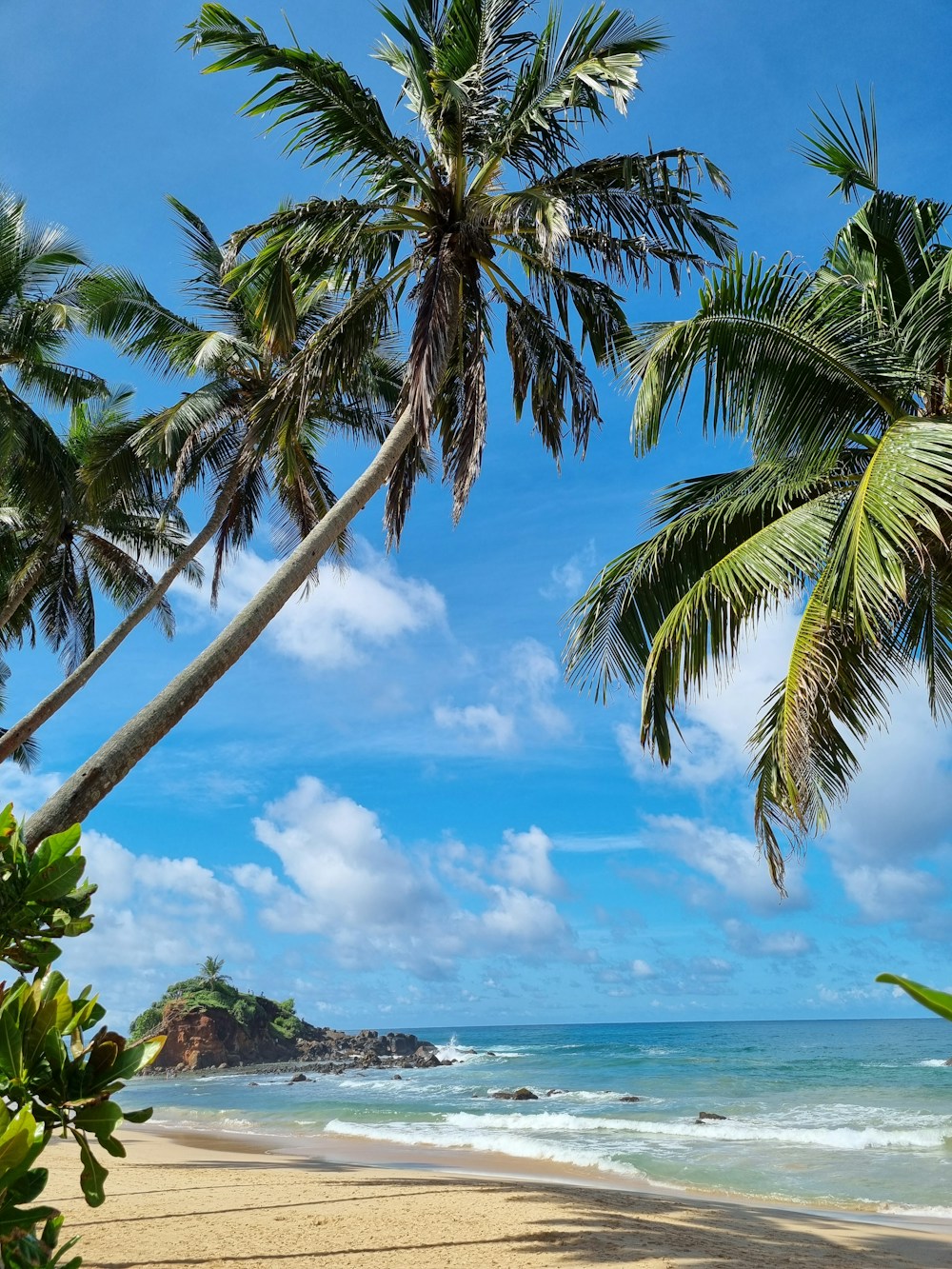 Palm-fringed Sri Lankan coastline