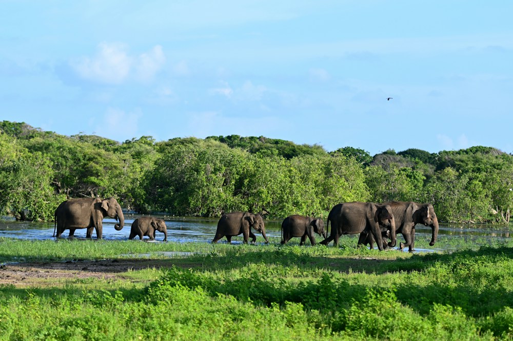 A herd of elephants roaming a green wetland